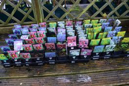 *Three Trays Containing Alpines