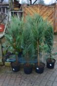 *Seven Potted Junipers