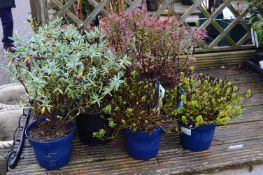 *Assorted Potted Plants