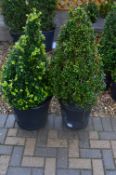 *Pair of Topiaries