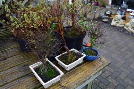 *Assorted Potted Plants