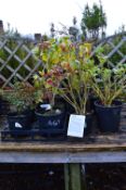 *Large Quantity of Potted Shrubs, Plants, etc.
