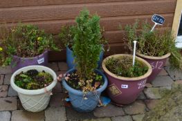 *Six Plant Pots with Plants