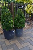 *Pair of Topiaries