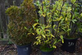 *Topiary and Two Laurels