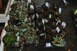 *Two Trays Containing Assorted Alpines