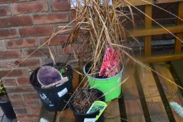 *Three Potted Plants