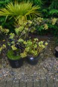 *Three Potted Shrubs