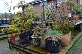 *Assorted Shrubs, Potted Plants, Grasses, etc