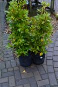 *Two Potted Bay Shrubs