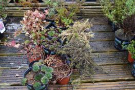 *Assorted Potted Plants Including Alpines