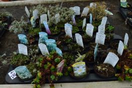 *Two Trays Containing Assorted Alpines