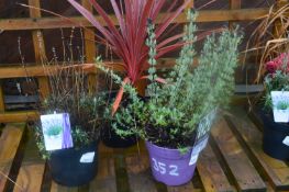 *Three Potted Plants