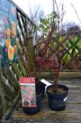 *Three Potted Acer