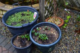 *Two Strawberry Plants, One Rhubarb Plant and a Climber