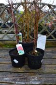 *Two Acer and a Forsythia