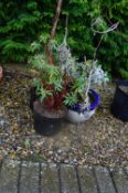 *Three Potted Shrubs