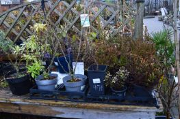 *Large Quantity of Potted Plants, etc.