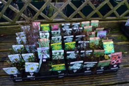 *Two Trays Containing Alpines