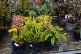 *Twelve Assorted Conifers