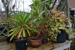 *Assorted Potted Plants