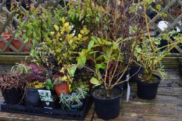 *Large Quantity of Potted Plants, Shrubs, etc.