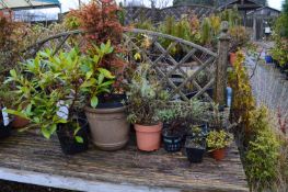 *Assorted Potted Plants and Shrubs