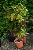 *Three Potted Shrubs