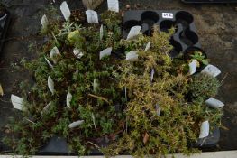 *Two Trays Containing Assorted Alpines