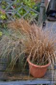 *Seven Potted Grasses