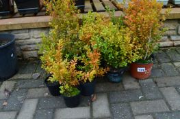 *Assorted Hedging Plants