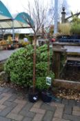 *Three Potted Shrubs Including; Two Salix