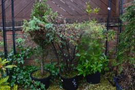 *Three Potted Shrubs