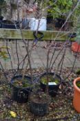 *Three Malus Crabapple Trees