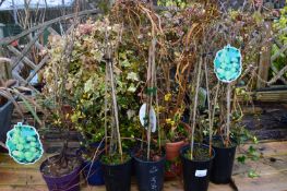 *Mixed Lot of Climbers, Ivy, etc.