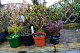 *Assorted Potted Plants