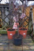 *Three Potted Acer
