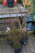 *Two Potted Acer and Prunus