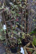*Two Specimen Plants