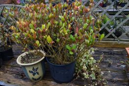 *Assorted Potted Shrubs