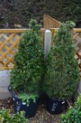 *Pair of Topiaries