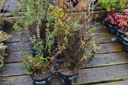 *Assorted Potted Plants Including Lavender