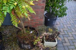 *Three Potted Shrubs