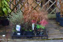 *Six Potted Plants