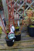 *Four Potted Salix