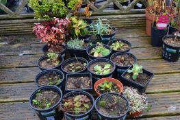 *Assorted Potted Plants