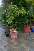 *Three Potted Shrubs