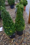 *Pair of Topiaries