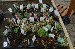 *Two Trays Containing Assorted Alpines