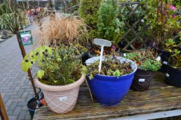 *Six Assorted Planters